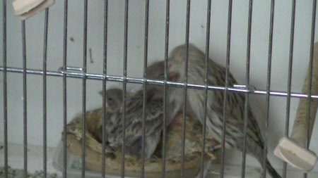 15 dagen bea geeft eten aan jong 